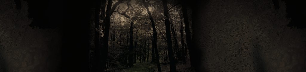 dichter Wald mit Weg und Eisblumen